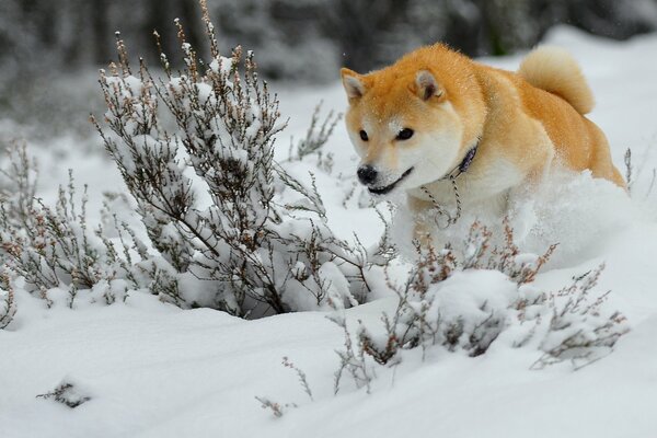 Cane rosso nella neve bianca