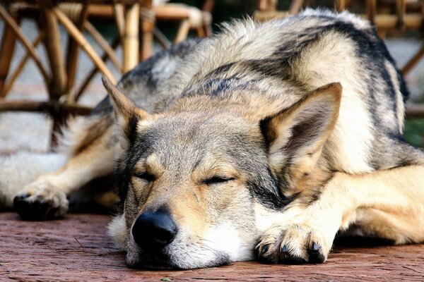 Sleeping dog on the background of chairs