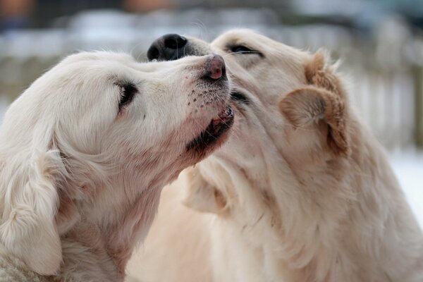 Photo de gros plan de chiens