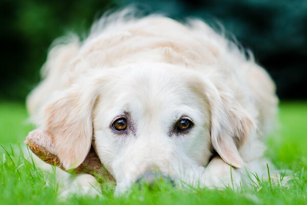 Sguardo triste del cane sul prato