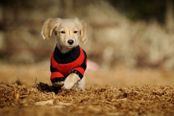 Cucciolo in abiti. Cane in maglione