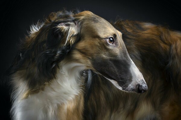 Hermoso galgo-un amigo dedicado