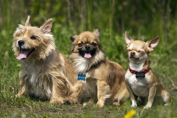 Perros amigos salieron a dar un paseo