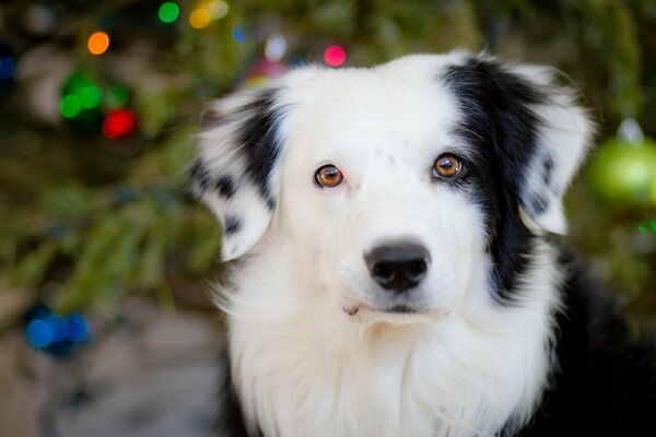 Foto de perro blanco y negro en el árbol de Navidad