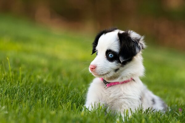 La mirada asustada de un cachorro en la hierba