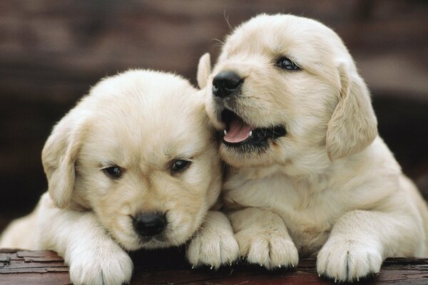 Fotos de dos pequeños cachorros blancos