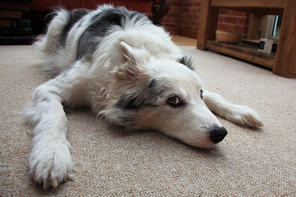 The dog got tired and lay down to rest