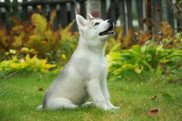 Husky assis sur l herbe