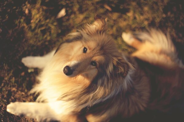 Perro Collie en otoño en la naturaleza