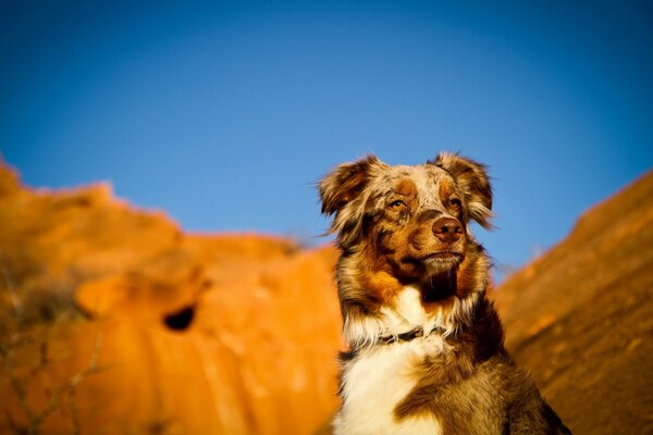 The dog s gaze looks into the distance