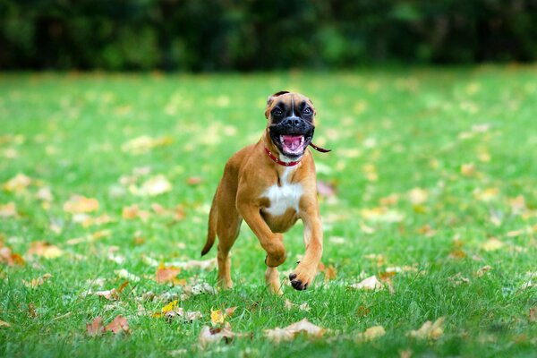 J aime courir sur l herbe avec mon museau dans les feuilles