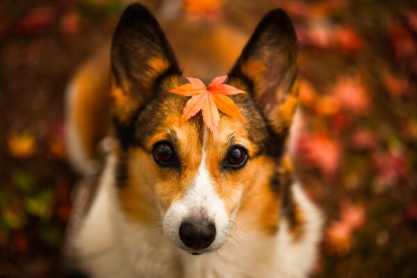 Hoja de otoño en un perro con una mirada melancólica