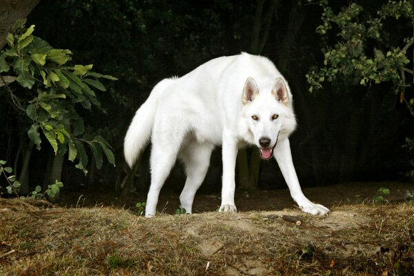 Chien effrayant sur fond d arbres