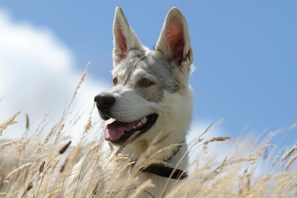 Cane sullo sfondo del cielo nell erba