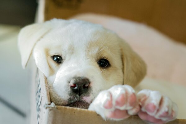 And our puppy is in the box!