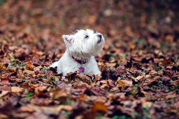 The dog bathes in autumn in the foliage