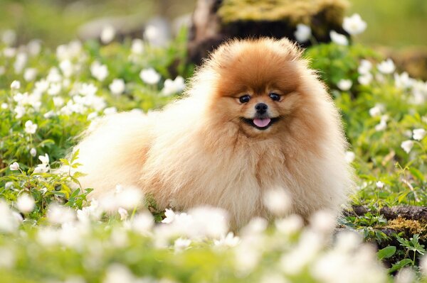 Foto di Spitz in una radura di fiori