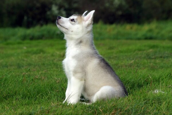 Chiot dans le champ. Fond vert
