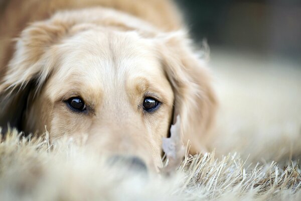 Kind look of a dog on dry grass