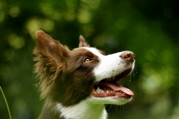 Chien en attente du processus de Nutrition