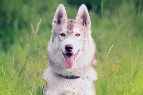 Der Husky sitzt in einem grünen Feld und streckt seine Zunge heraus