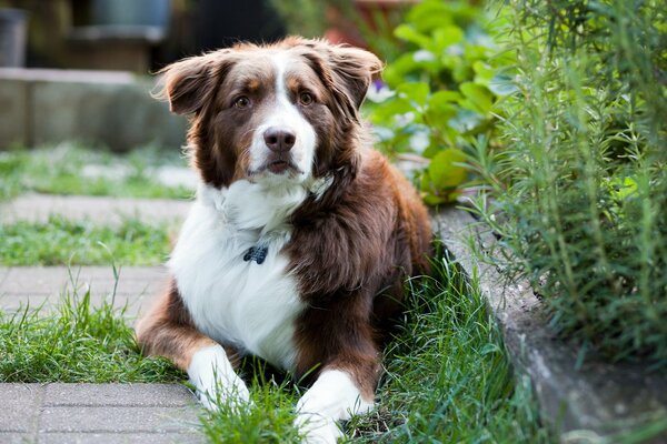 A large dog is lying on the grass