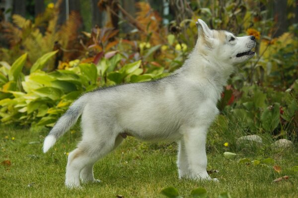 Cachorro Husky en la naturaleza