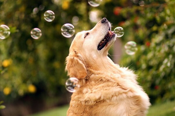 Der Hund freut sich über Seifenblasen
