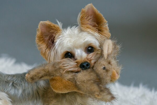 Uroczy Yorkshire terrier z zabawką króliczka w zębach