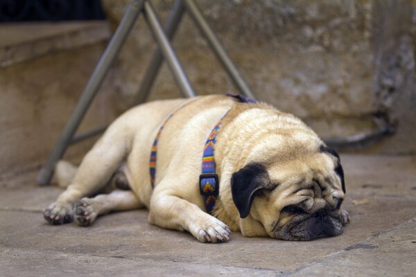 Tired pug sleeps after a walk
