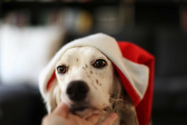Perro con sombrero de año nuevo