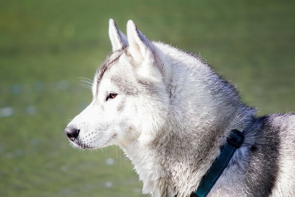 Husky is a dream, not a dog