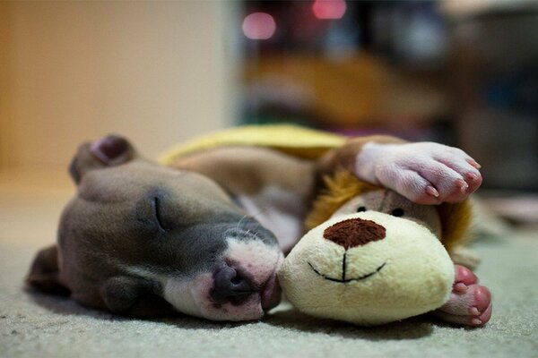 Piccolo cucciolo che dorme in un abbraccio con un giocattolo