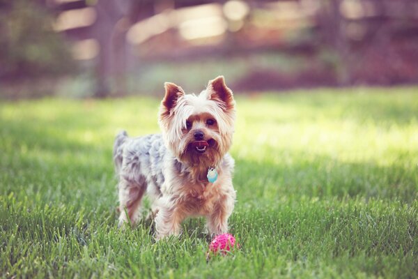 Ein Terrier wird mit einem Ball auf dem grünen Rasen gespielt