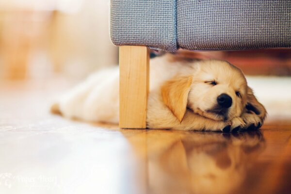 Baby Retriever przypadkowo zasnął