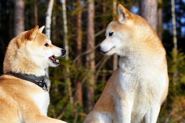 Shiba Inu en medio de un bosque denso