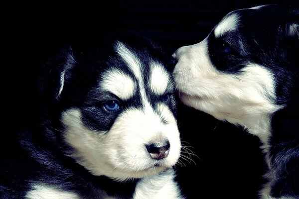 Cuccioli di husky su sfondo scuro