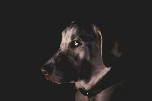 Amico cane sfondo scuro