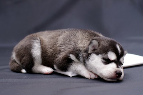 Le chiot endormi le plus mignon