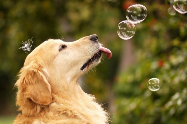 Perro con pompas de jabón en verano