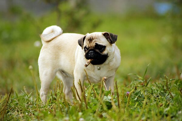 Pug puppy on the green grass