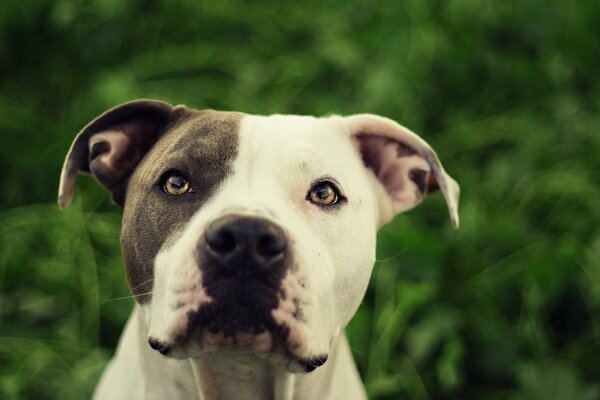 Schwarzer weißer Pitbull auf dem Hintergrund von grünen Bäumen