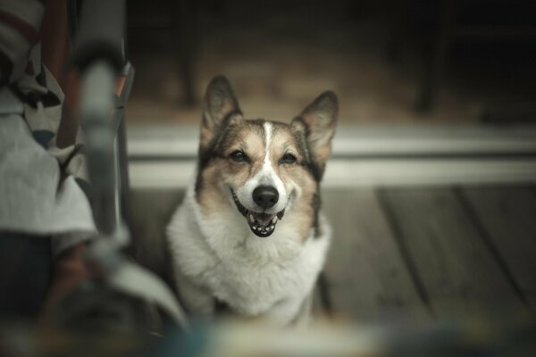 A beautiful doggie is waiting for its owner