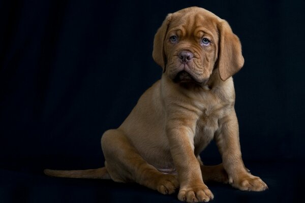 Chiot sur fond noir