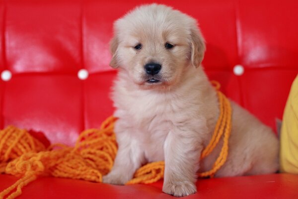 Cachorro en el Sofá rojo envuelto en hilos