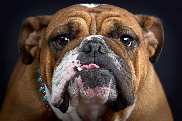 Photo of a bulldog showing his tongue