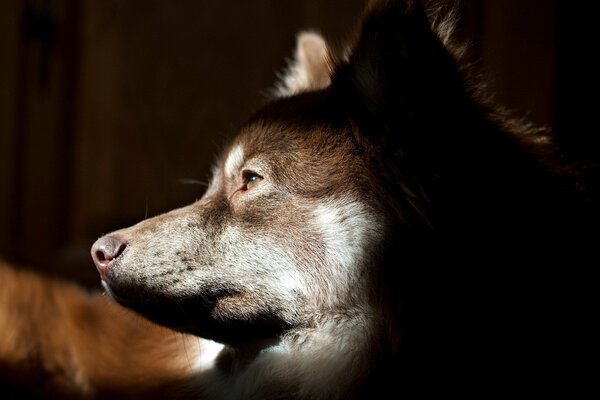 The dog from the side looks somewhere into the distance thoughtfully