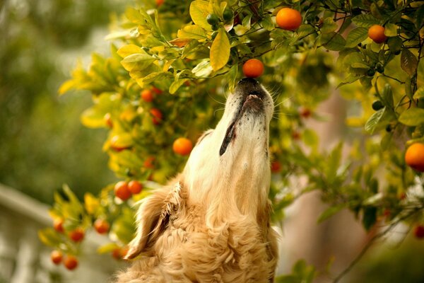 A dog tries to smell a tangerine hanging on a tree