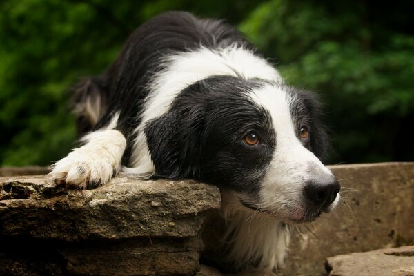 A black-and-white dog lies with a sad gaze