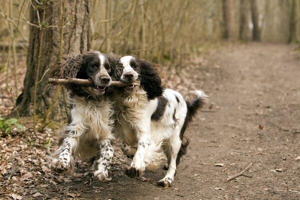 Fröhlicher Spaziergang von zwei Hunden